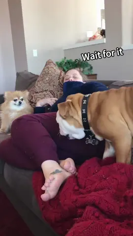 When your dog farts and looks around like it was definitely you 😂💨 #DogComedy #PuppyLove #DogLife #FunnyDogs #DogHumor 
