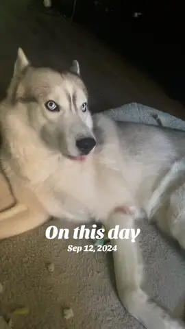 #onthisday #jaja #huskylife #huskies #dogs 