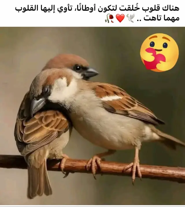 #اكسبلور 