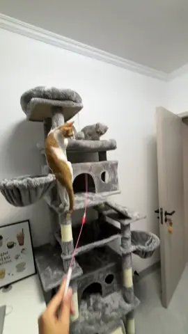 #cattree #purrfest #fyp #CatContent #cutecatvideos 