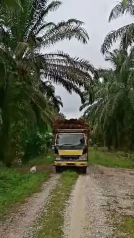 cumaa bisaaa ginii doangg😭🤣#truksawit #sawitriau #kulisawit 