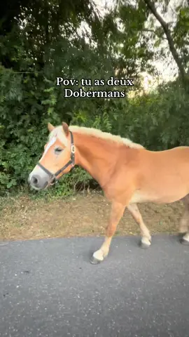 Jpp 😂😂 Ig: mkn_riding #pourtoi #fyp #cheval #balade #haflinger 