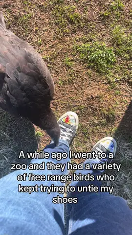 The vultures name is Brandon. Brandon is NOT allowed in the alligator enclosure. Brandon can leave whenever he wants to and chooses to remain here. #fyp #funny #zoo. #birds #wildlife