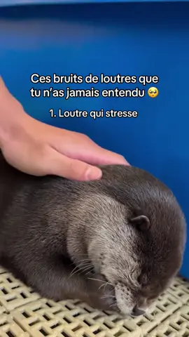 La loutre qui baille, c’est quoi ce bruit 😭🦦 #loutre #otter #animaux 