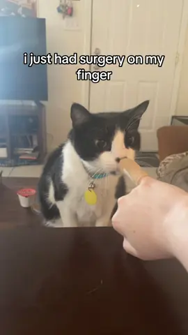 surgery was not panda approved 😔 #catsoftiktok 