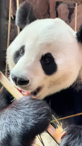 #panda #viralvideos #pandalover🐼 #foryour