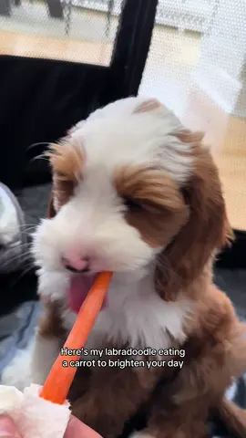 Just a boy and his carrot 🥕  #doodle#dogtok#dooddlesoftiktok#puppy#dogdad 