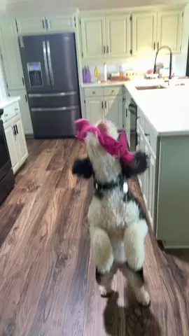 opie’s favorite toy ever! buy one for your pup in the orange shopping cart! @KONG Company #fyp #dogsoftiktok 