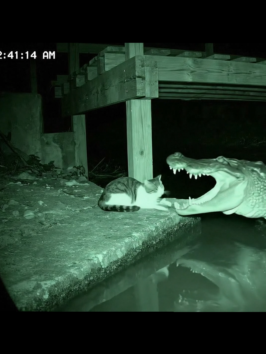 reptile attacks by surprise #dogsoftiktok #cats #catsoftiktok #ai #camping 