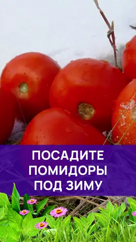 СДЕЛАЙ ТАК ЧТОБЫ ПОЛУЧИТЬ ЛУЧШИЙ УРОЖАЙ ПОМИДОР #дача #огород #сад