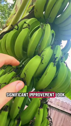 Day 28 documenting my banana tree!! We have 30-60 days of growth LEFT!!! Stay tuned until we go live and eat them together #LIVEIncentiveProgram #LIVEStory #PaidPartnership 