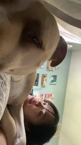 #pitbullholic 