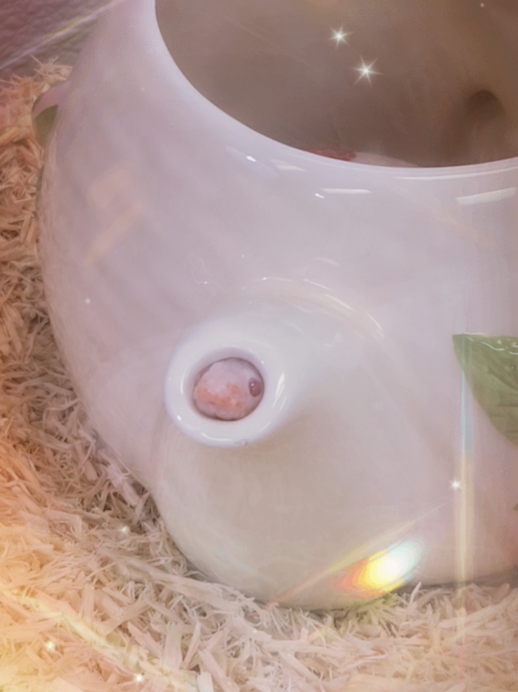 gordita loves her teapot 🥺  #nelsonsmilksnake #milksnake #snake #teapot #kettle 