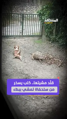 حاول تقليد مشيتها.. مؤثر يوثق محاولات كلبه للسخرية من سلحفاته التي نشأت معه #منوعات #المشهد_لايت #اخبار_المشهد