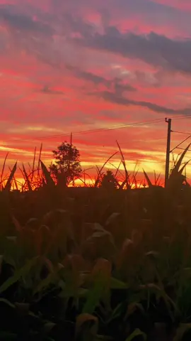 a good song for the night❤️🎸🎷🎹🎼🍷#blues #traveltiktok #naturevideos #nature #free 