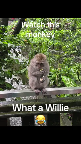 This monkey was ace so funny and cute. But keep you on edge he he. Bali monkey forest ubud #monkey #bali #funnytiktok #cutie #willie 