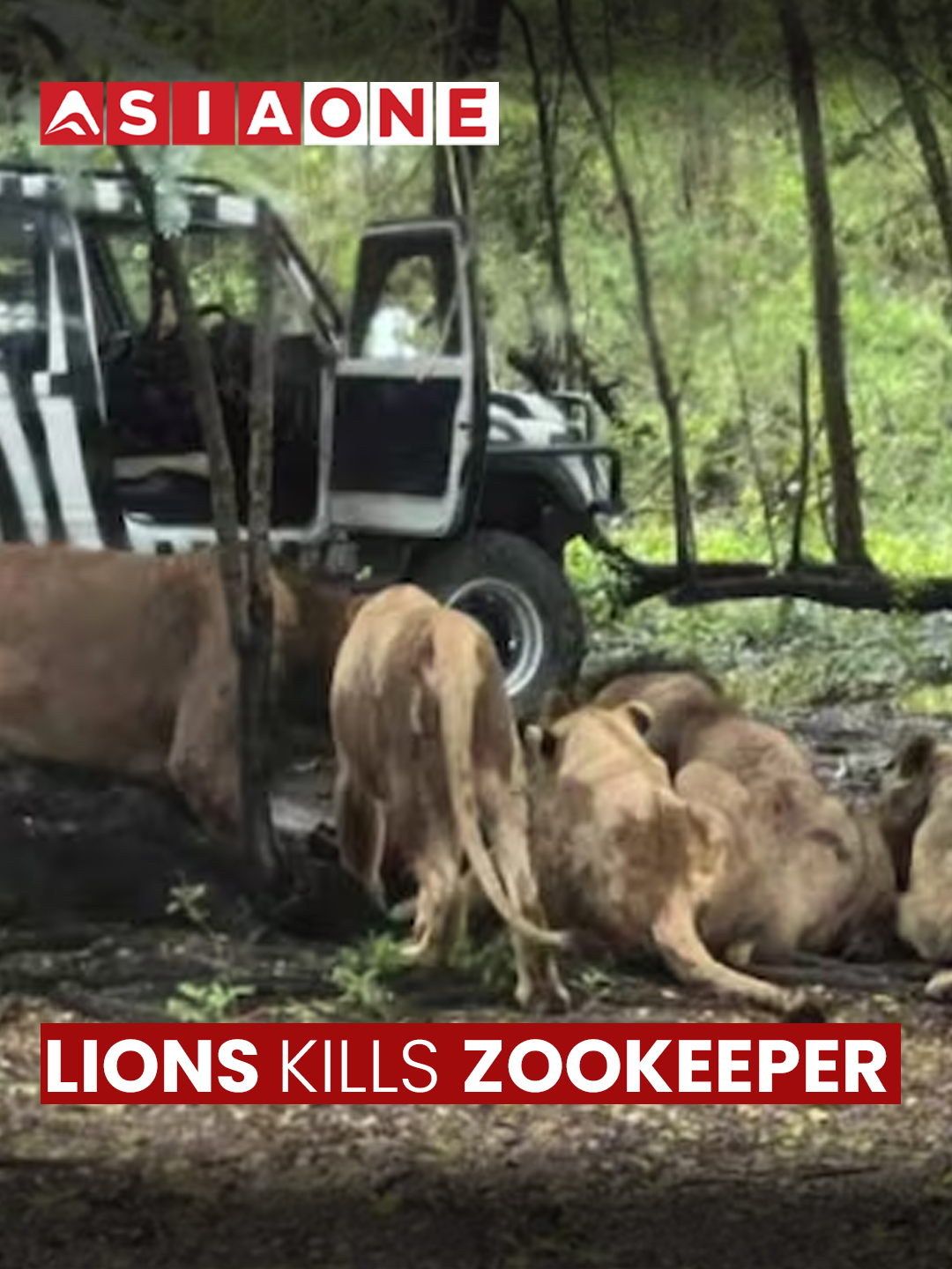 Lions Attack Zookeeper | Asia One News #AsiaOne #asiaonenews #Englishnews #Zoo #Wildlife #lions #Animals
