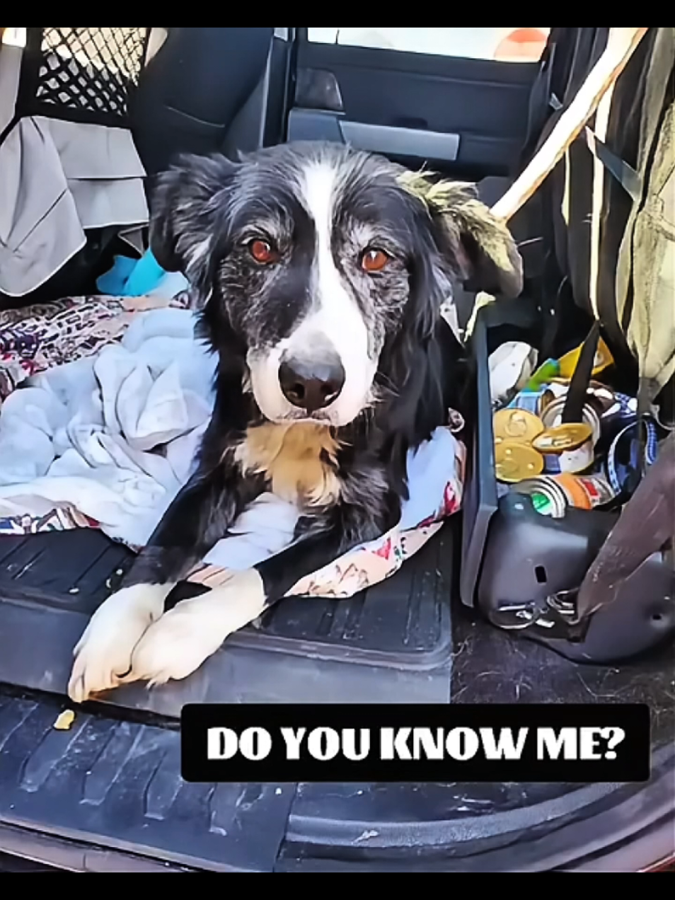 SENIOR CUTIE JUST RESCUED PLEASE SHARE TO FIND OWNER! This sweet baby was wandering around 144 the North Conktown neighborhood today. He is super,sweet bụt skinny and has matted poop all over his back end and tail. Do you recognize him? Please contact us with proof of oWnership.  Otherwise we will need a foster for him! Extremely friendly and playful. #corgi #corgipuppy #beaglesoftiktok #beaglemix #fyp 