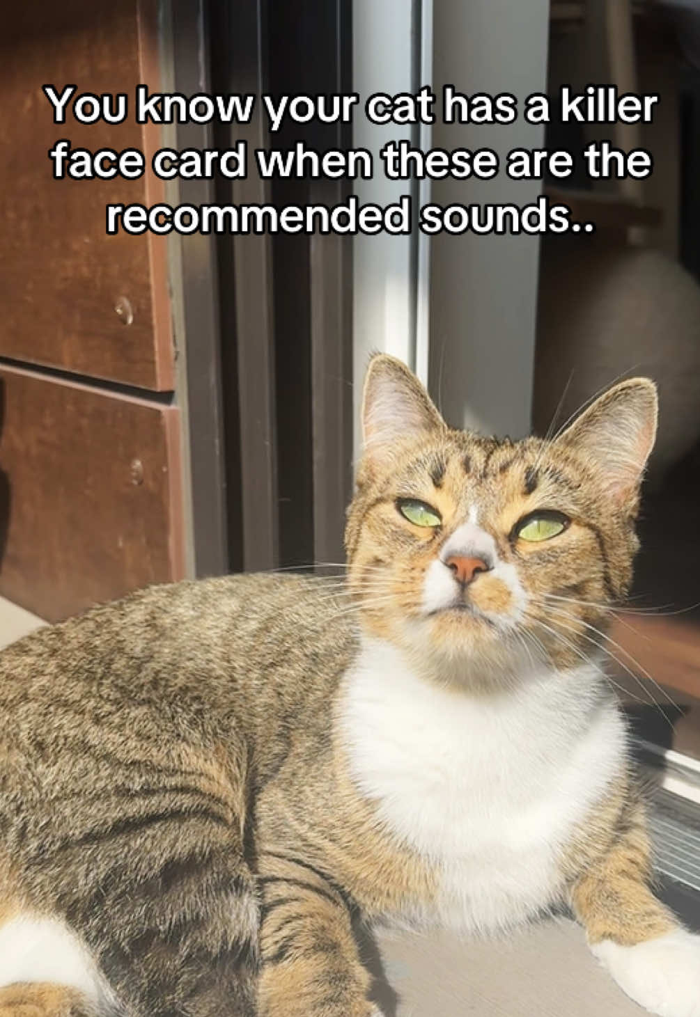 I wish I had her eyeliner every day.. #facecard #prettycat #girlcat #Eyeliner #cat 