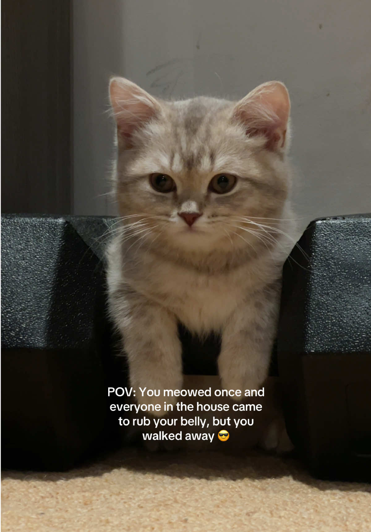 Silly humans… #funnycat #kittensoftiktok #coolcat #cutecat #scottishstraight 