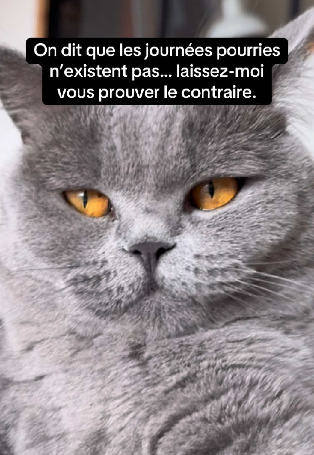 Qui se reconnaît ? Racontez moi votre moment pourri de la journée svp ! #viedemaman #parentalite #tsa #fatigue #chat 