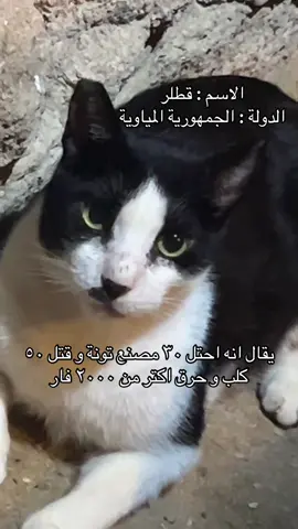 مياووووو🫡 #capcut #fyp #fypシ゚viral #fy #fyppppp 