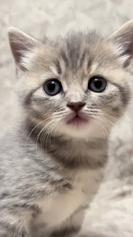 #funnycatsoftiktok😂😂😍cute #kitty #cats #kittens #fyp               
