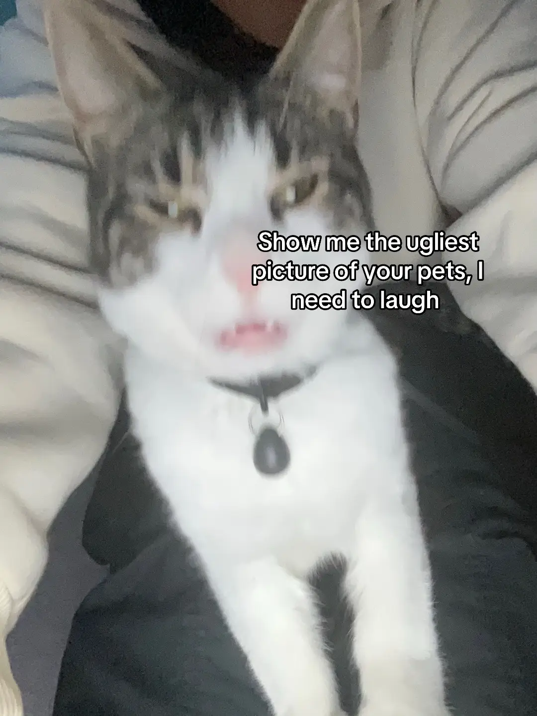 #cats #pets #ugly