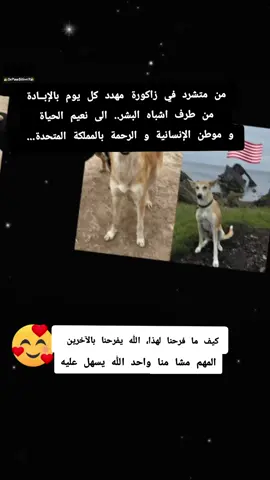 #fypp #tiktokviral #followers #stopkillingdogs #morocco 
