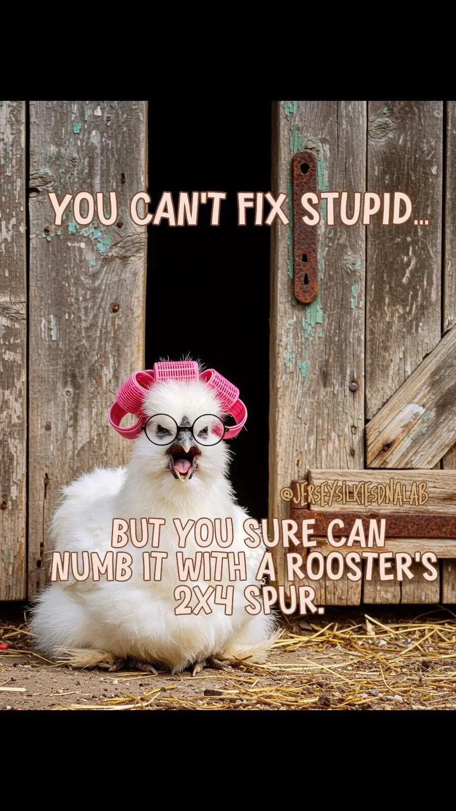 what makes you laugh today?  #​chickenmemes #​chickens  #​jerseysilkies 