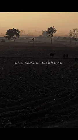 Love you Ami Abu 💗🥀 #repost #creatsearchinsight #viral #foryou #foryoupage 