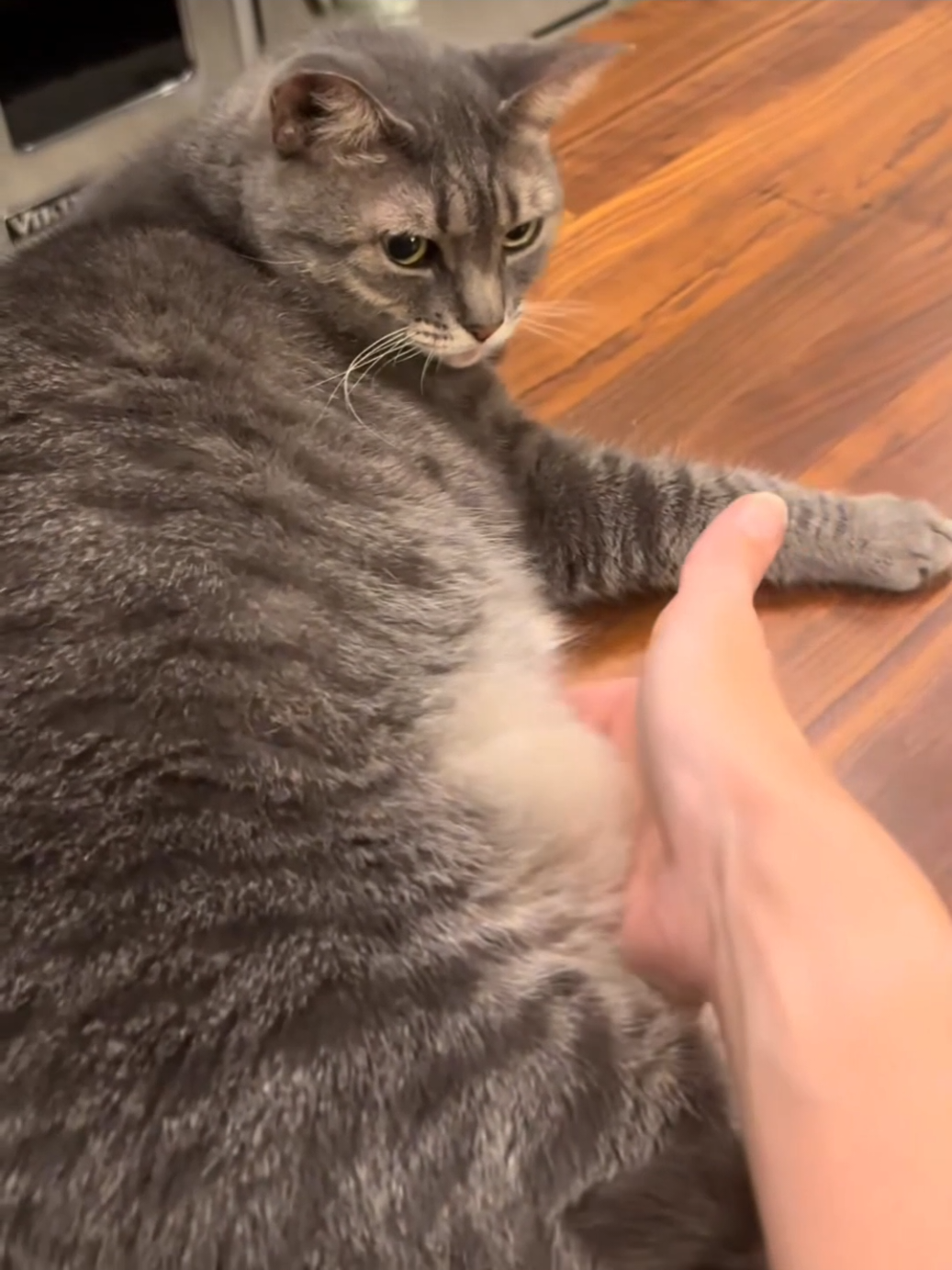 #fatcat #chonkycat #gatos 
