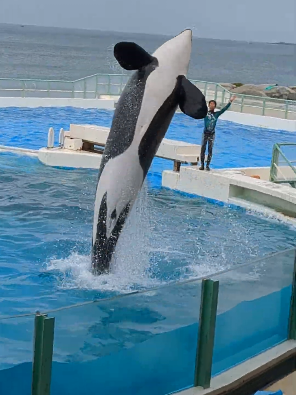 #orca #orcas #jessica 
