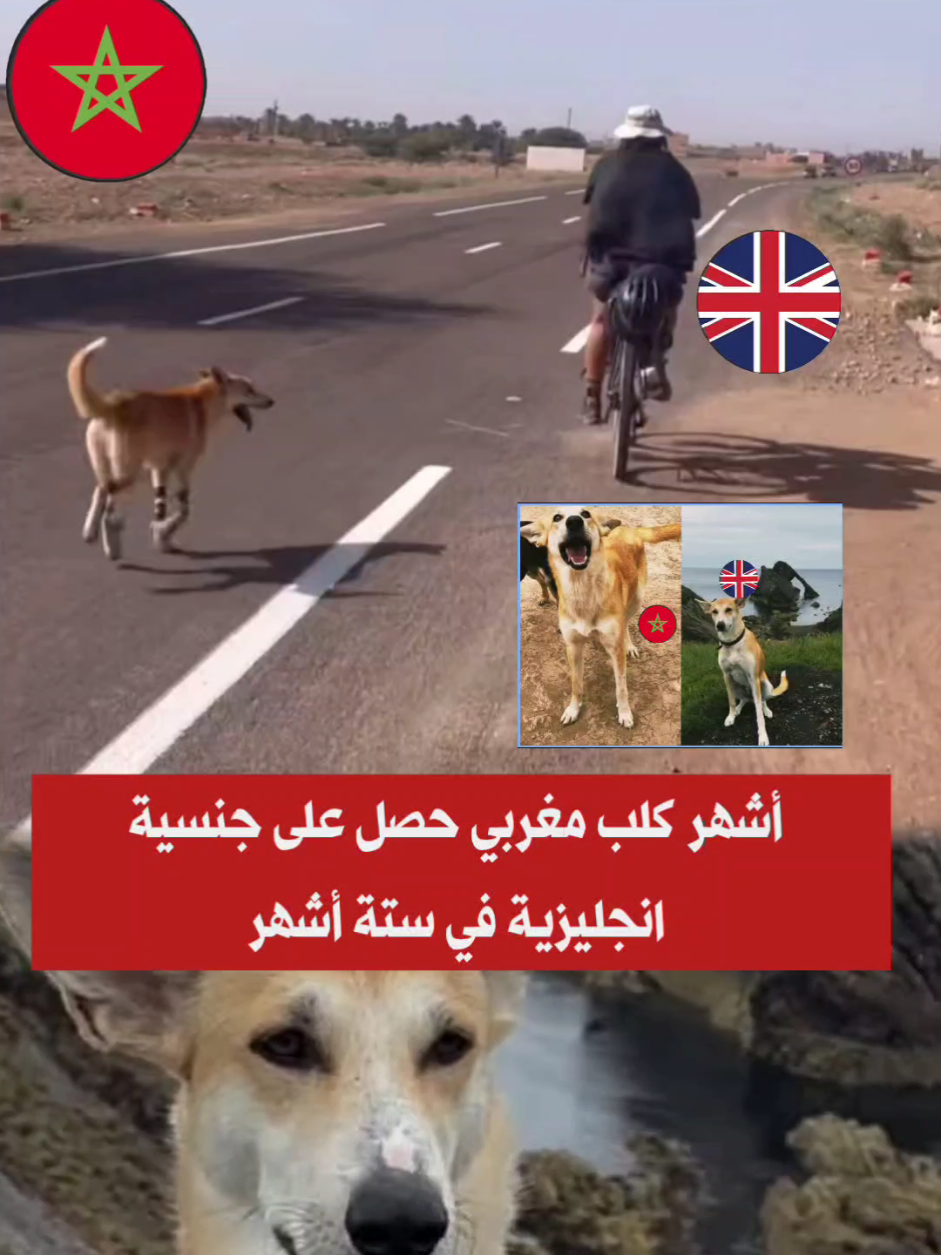 #اشهر_كلبب مغربي اسمه #هارا  يحصل على جنسية انجليزية في وقت وجيز بزااف منكم غايحصدوه ولكن راه بلادنا حسن من الانجليز #ديما_مغرب  #بالمغربي24 #can2025maroc                       