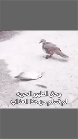 ليـش وبياَ سببَ؟ #youtube #fyp #هواجيس #تصميم #قديم 