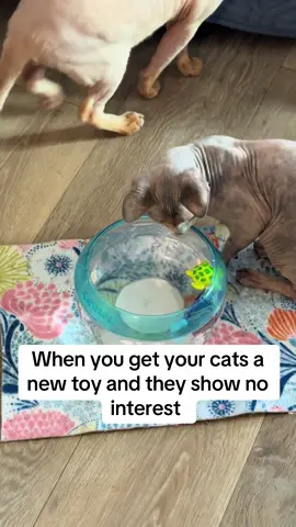 I was really excited about this one too 😒. Maybe I’ll try to introduce it to them again. #catsoftiktok #fypシ゚viral #catlovers #rude #dramatiktok 