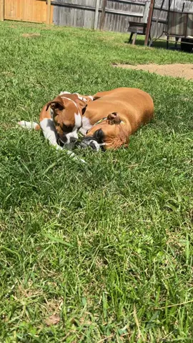 #itsacrazyboxerlife #blessings Hollie&Chloe 