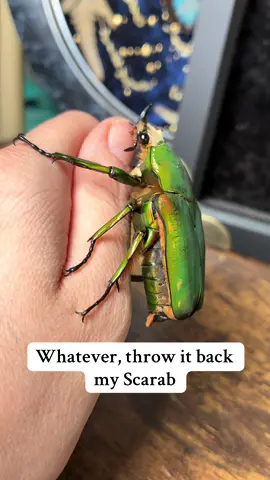 spork … I am in awe over your talents 🙏🏻  if you’re wondering WHAT he’s actually doing; he had just flown & was tucking his hindwings back in underneath his elytra (the hardened ‘shell’ like forewings) sometimes it takes an extra long wiggle to get them back under  but it looks v silly so I find it entertaining to watch :”)  #entomology #bugsoftiktok🐜🐌🐛🦗 #invertebrates 