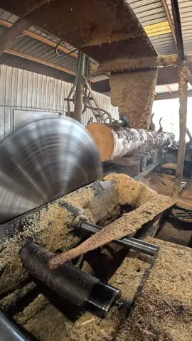 Turning massive 28’ foot southern yellow pine logs into gorgeous 8x8 beams. Watch this 66” solid-tooth saw spin at 800 RPM, powered by a 300 HP electric motor, slice through like butter. This is precision sawmilling at its finest! 🌲⚡”Hashtags: #SawmillLife #Woodworking #SouthernYellowPine #TimberBeams #SatisfyingCuts