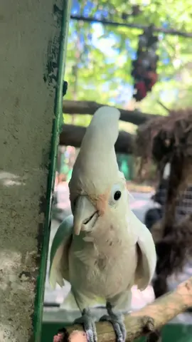 Everyone meet Charlotte! A little cutesy a little psycho #zoo #birds #birdsoftiktok #cockatoo #funny 