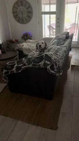 The proud tail wag gets me every time 😆 #dogs #dogtok #dalmatian #funny #fyp 
