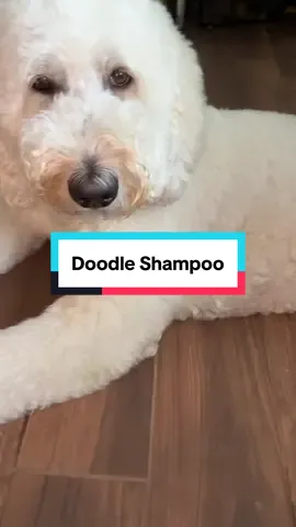 I love using this doodle shampoo for my labradoodle, especially since it is a conditioner as well. It makes his grooming much easier with the detaingled fur 