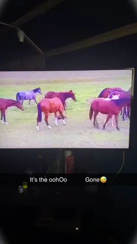 I Told you about going to mess with them young Folks😅😭 #funny #laugh #fyp #viral #horses 