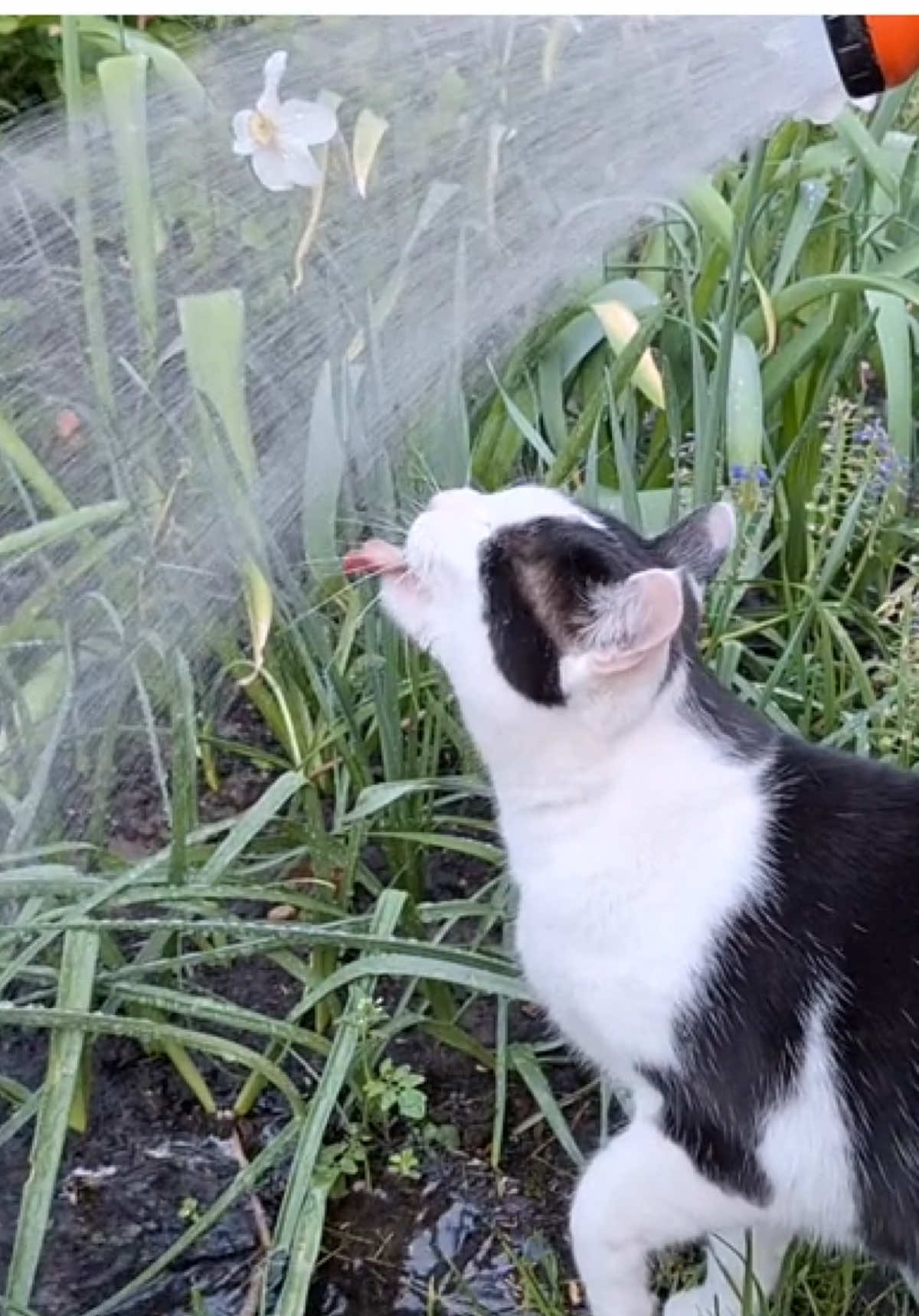 cat needs to be watered #cat #catsoftiktok #catlover #water #viralvideos 