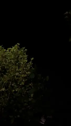 بإيماني الذي صنعته الأيام الصعبة، أقول لك أنك ستنجو 🖤#عبارات #عباراتكم 