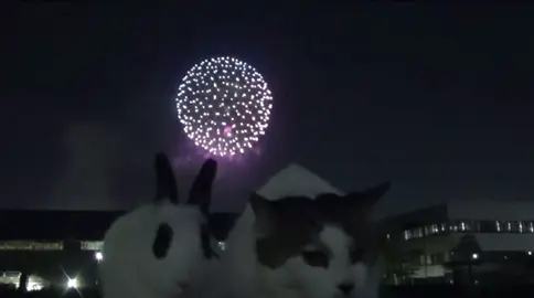 watching fireworks . cr: @  ねこうさぎ  on youtube #fyp #animallover #cutestpets #tiktokcats #cat #catsoftiktok #bunnies #bunniesoftiktok #us #cute  cat and bunny