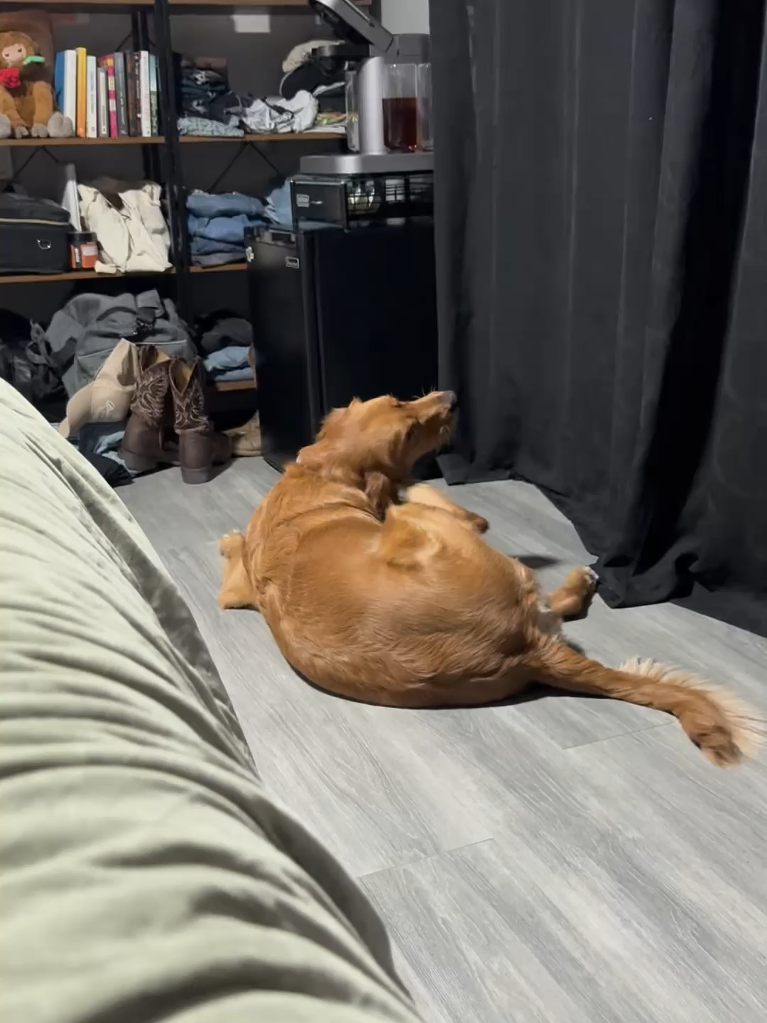 Her scratching was constant… and honestly, heartbreaking. She had yeasty skin, tummy trouble after meals, and looked so uncomfortable. We started PetLab Co.’s Probiotic Chews, and by week 6, I couldn’t believe the difference. She’s more playful, more comfortable, and feels like herself again. That’s why I’ll never miss a day 💛