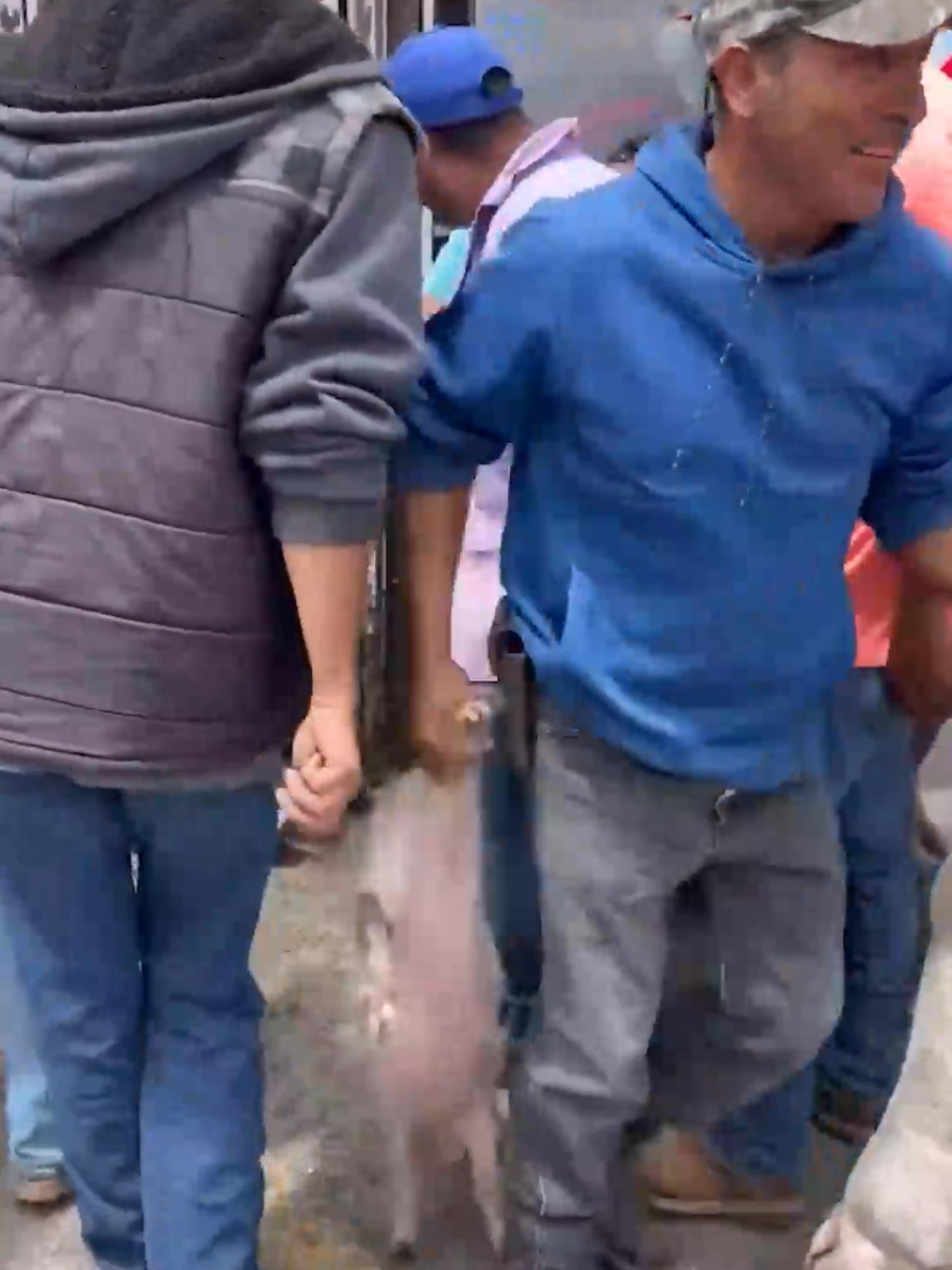En San Luis Potosí se volcó un tráiler que transportaba cerditos y habitantes de la zona comenzaron actos de rapiña. #Latinus #InformaciónParaTi