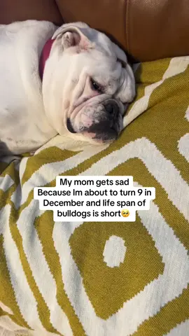 Do you own a bulldog? Give me some hope in the comments❤️ #bulldogs #englishbulldog #dogslife #dogsofttiktok #bulldoglife
