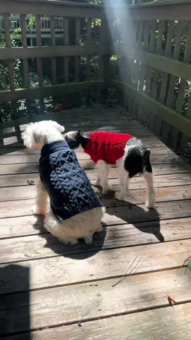 #viral #craftycobyjf #schnauzer 